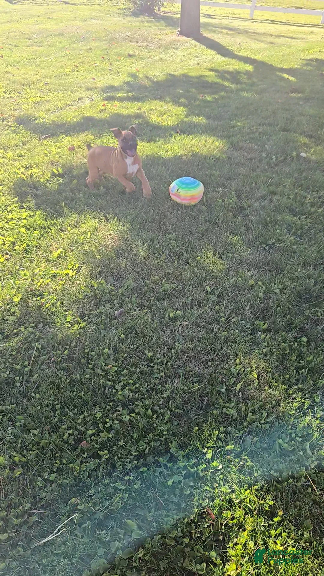 Boxer dogs for sale: Saigd - Ad 2