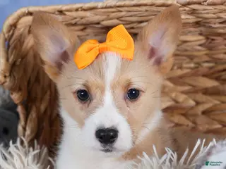 Welsh Corgi Pembroke dogs Milly - Ad 19