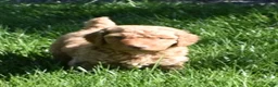 Standard Poodle dogs for sale: Standard Poodle 2 Apricot - Ad 6