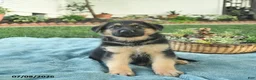 German Shepherd dogs for sale: Ike  - Ad 3