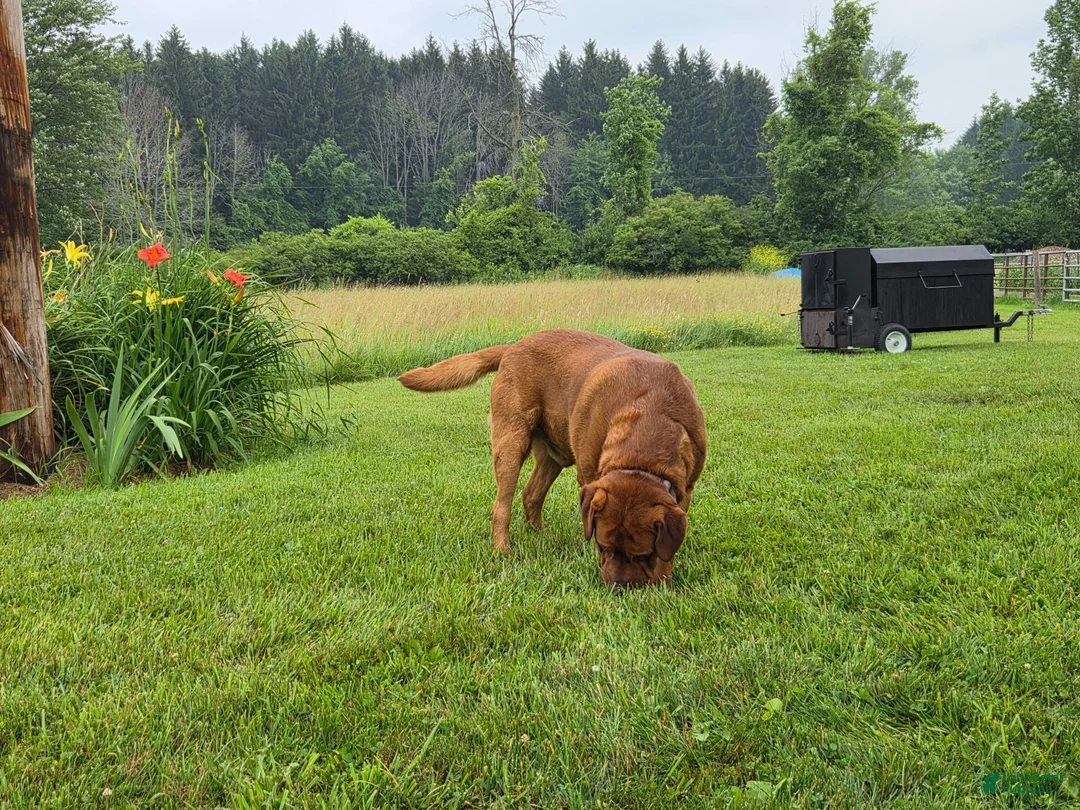 Labrador Retriever dogs for stud: Barney - Ad 1