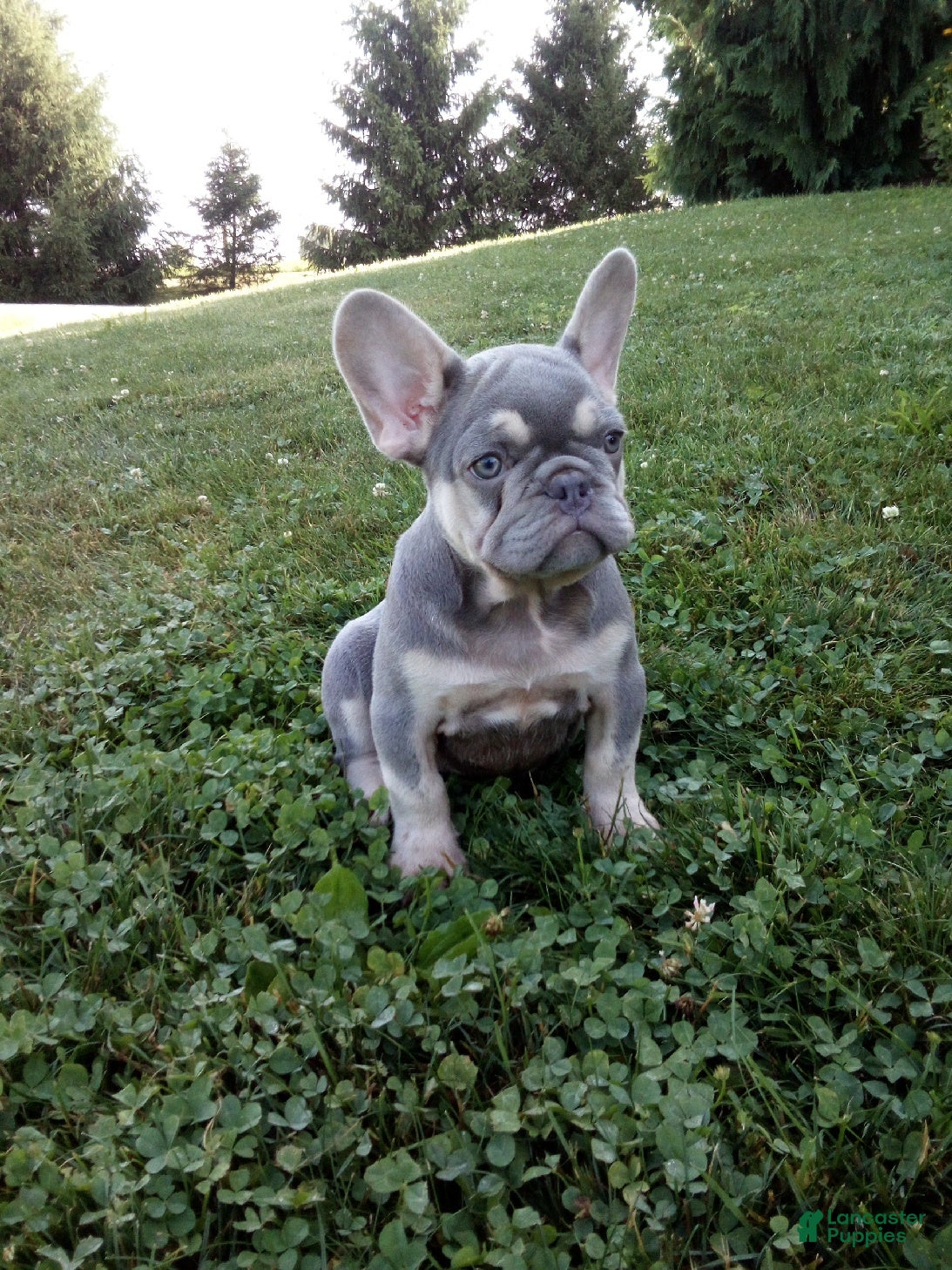 French Bulldog dogs Cory - Ad 1