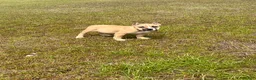 American Bully dogs for sale: American Bully Puppy 2 - Ad 4