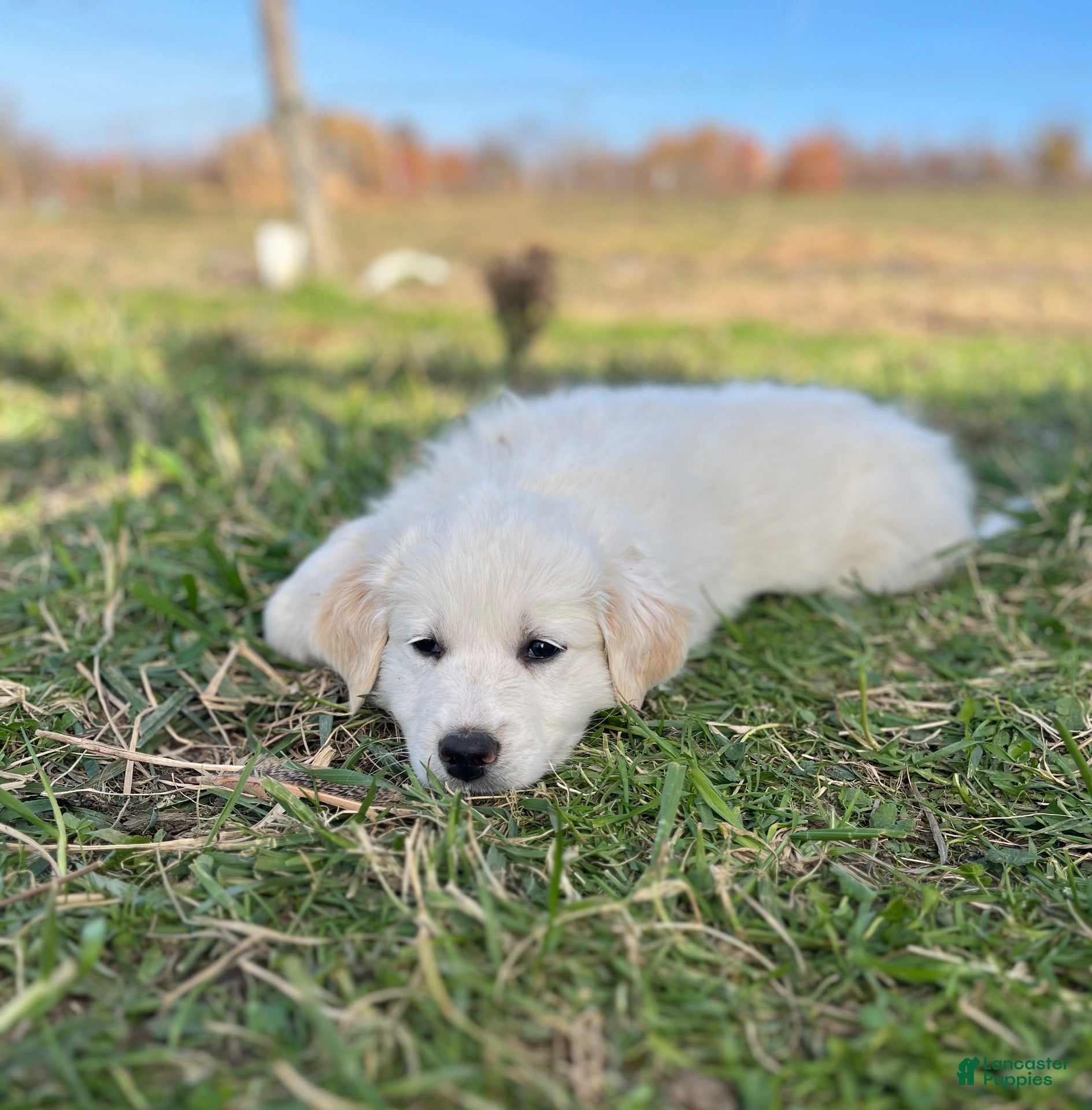 Mixed Breed dogs for sale: Jack - Ad 11