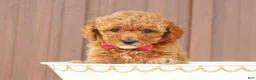 Toy Poodle dogs for sale: Caramel  - Ad 2