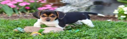 Beagle dogs for sale: Paisley - Ad 11