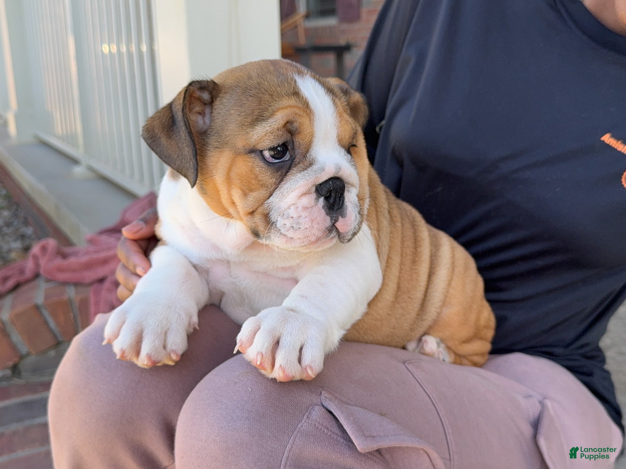 English Bulldog dogs Cookie - Ad 2