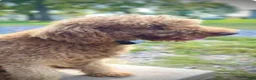 Standard Poodle dogs for sale: Maverick - Ad 2