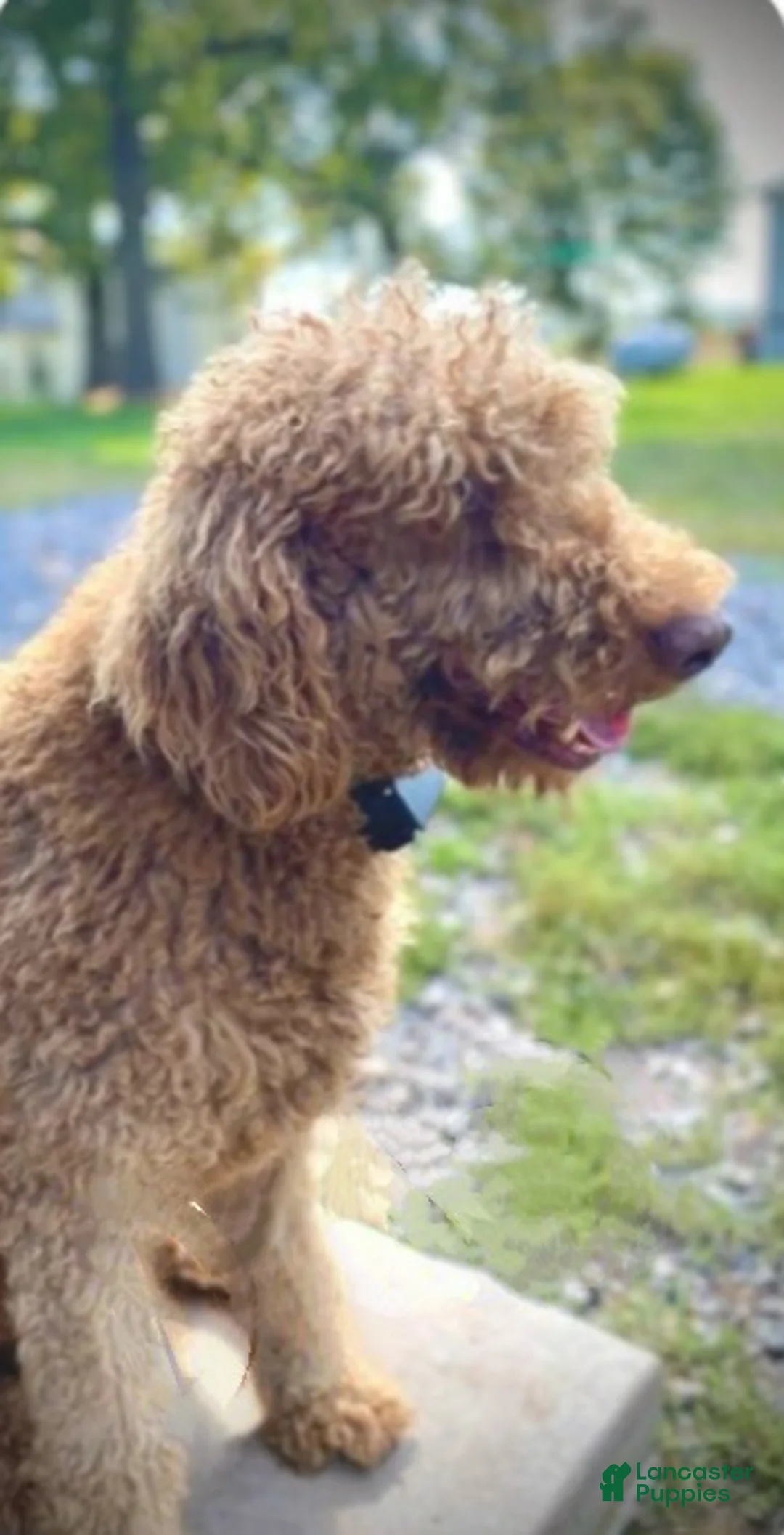 Standard Poodle dogs for sale: Maverick - Ad 2