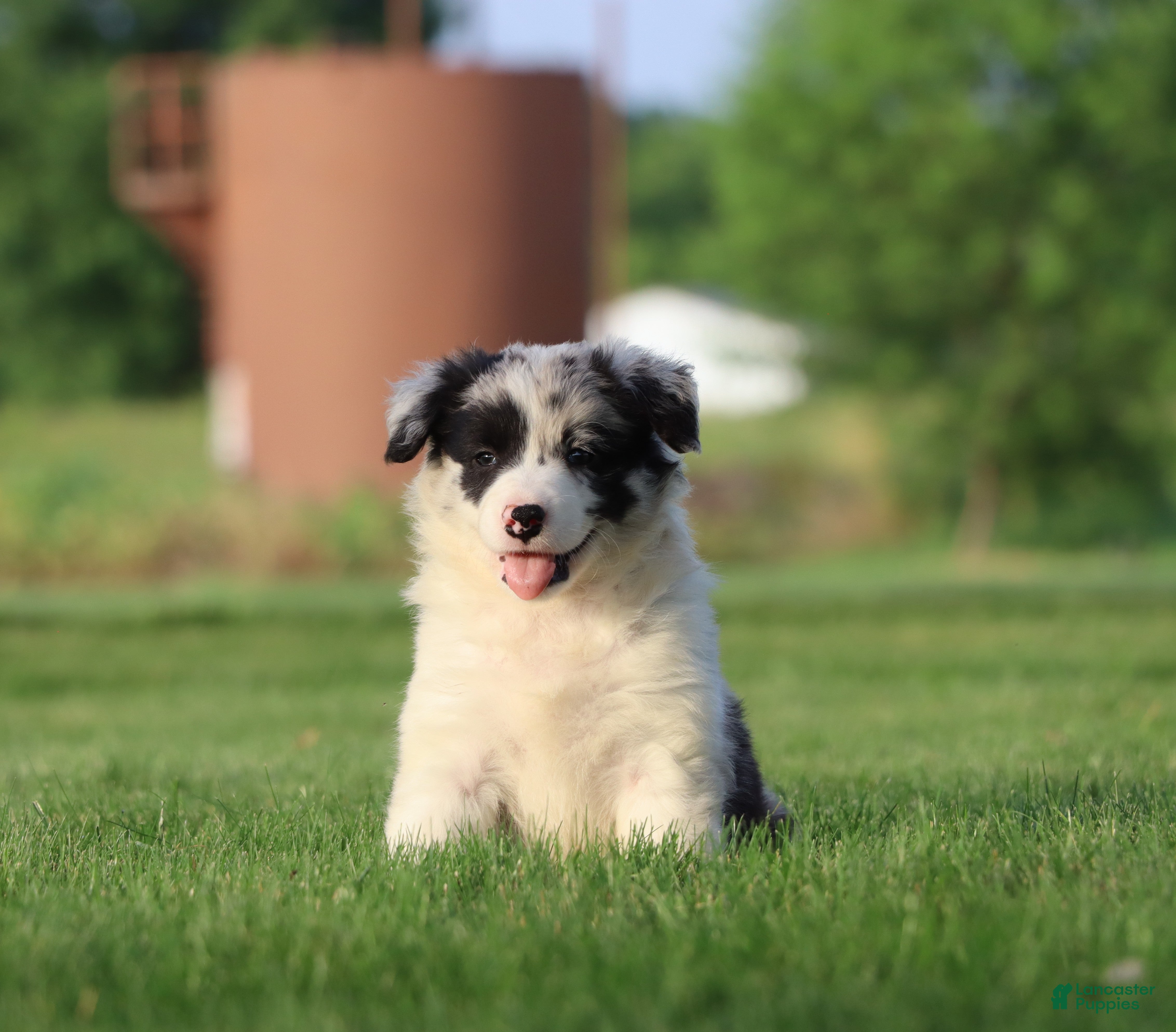 Border Collie dogs Denim - Ad 1