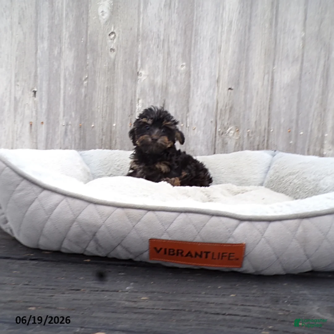 Yorkiepoo dogs for sale: Abbie - Ad 2