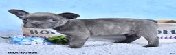 Frenchton dogs for sale: Lonny - Ad 3