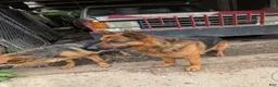 German Shepherd dogs for sale: Frack - Ad 13