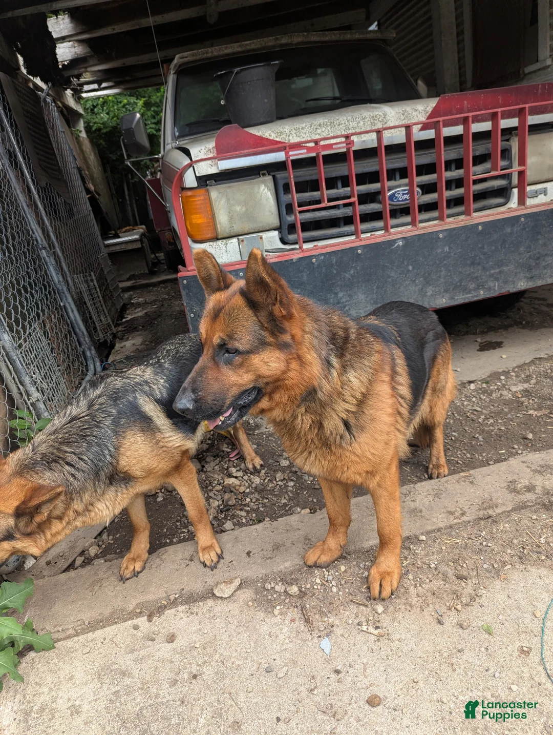 German Shepherd dogs for sale: Frack - Ad 13