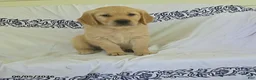 Golden Retriever dogs for sale: Buttercup - Ad 3