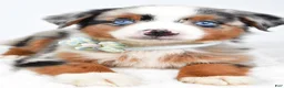Miniature Australian Shepherd dogs for sale: Ami - Ad 6