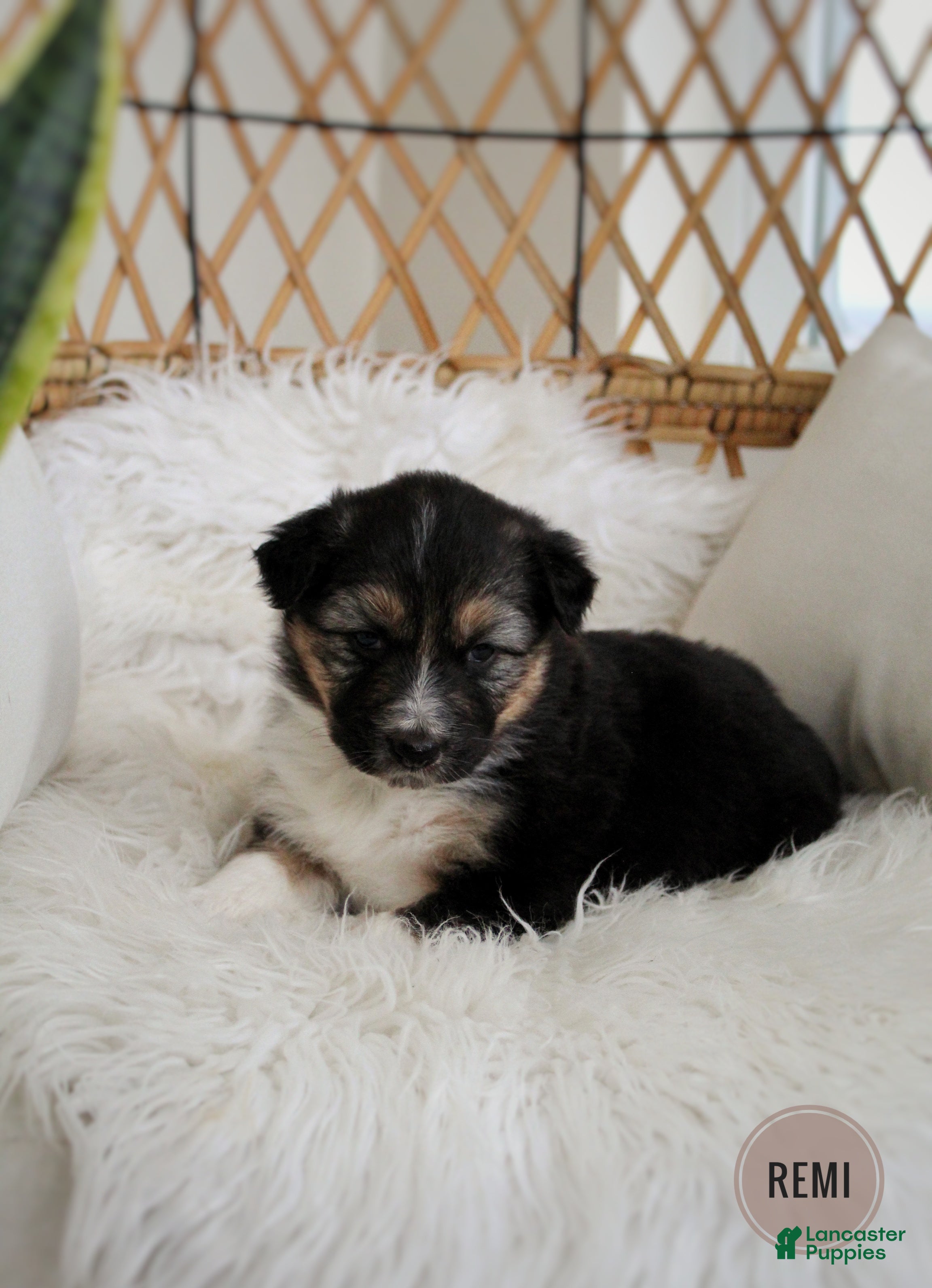 Mixed Breed dogs Remi - Ad 1