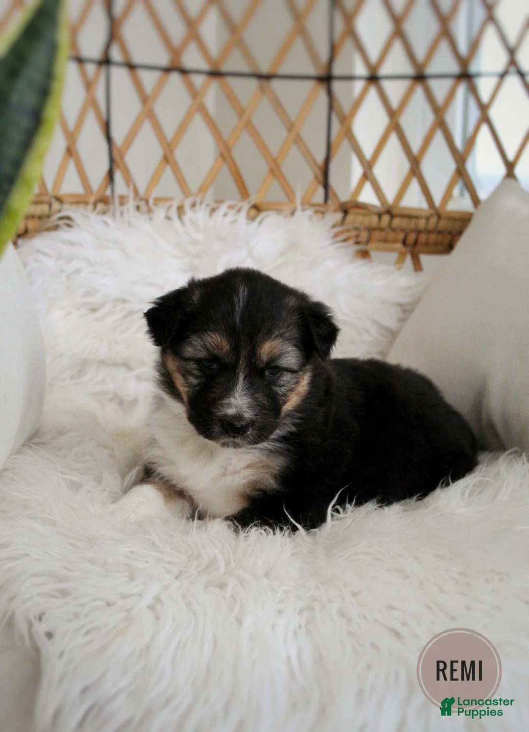 Mixed Breed dogs for sale: Remi - Ad 1