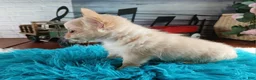 Chihuahua dogs for sale: Applehead boy Hand Delivery  - Ad 10