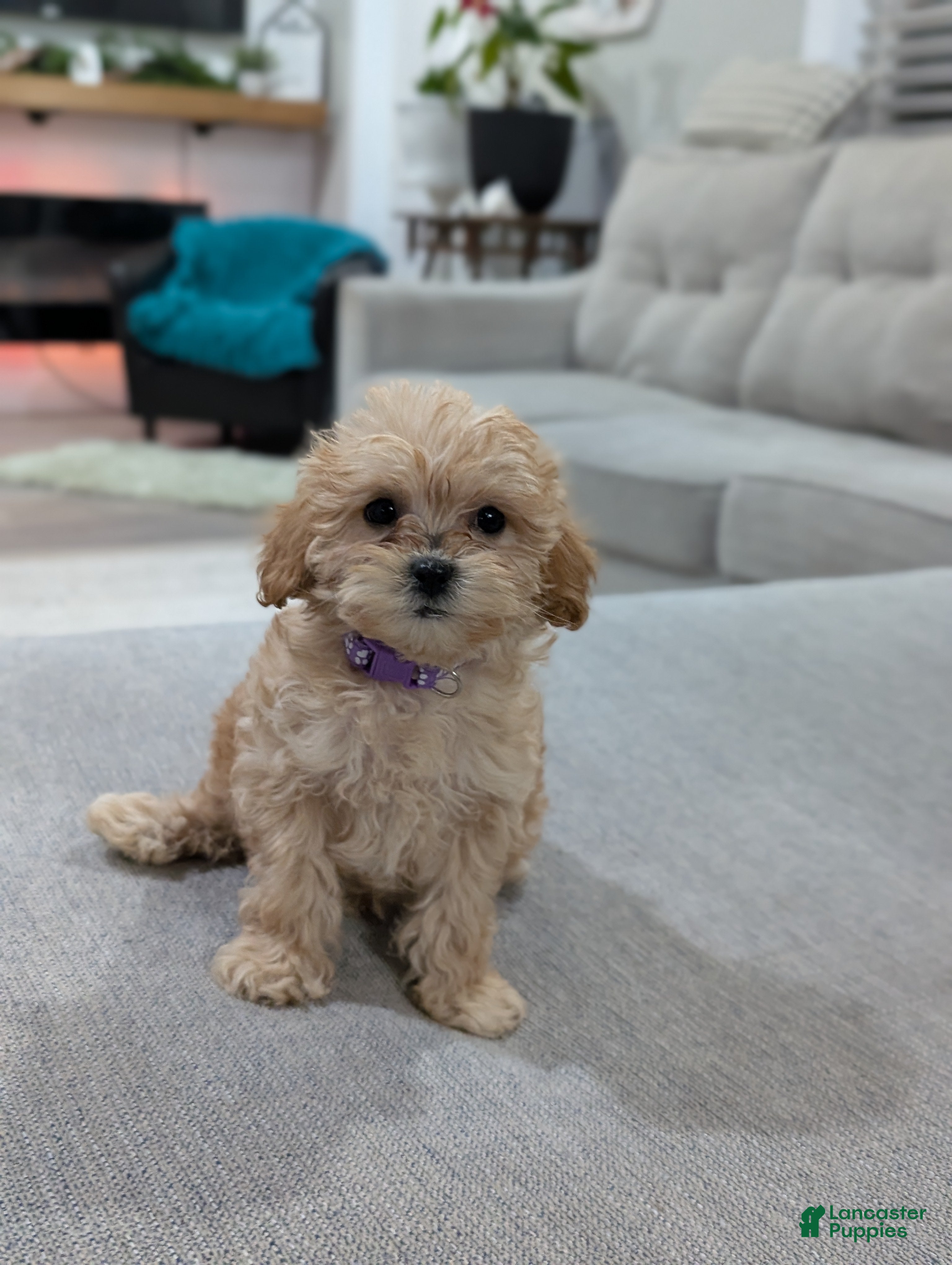 Shihpoo dogs Jessie - Ad 1