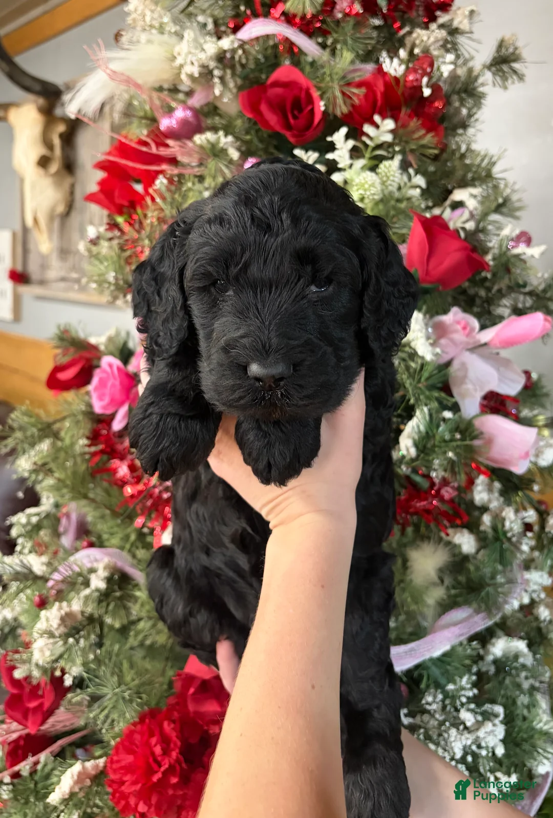 Goldendoodle dogs for sale: Goldendoodle Puppy 2 - Ad 1