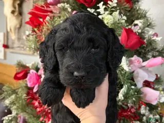 Goldendoodle dogs Goldendoodle Puppy 2 - Ad 17