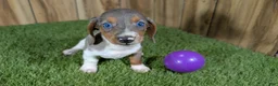 Miniature Dachshund dogs for sale: Cutie Girl 1 - Ad 3