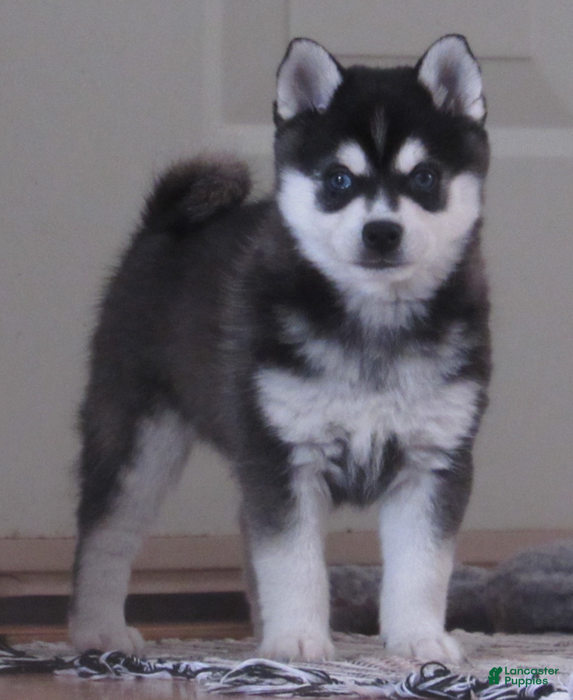 Alaskan Klee Kai dogs YoYo - Ad 16