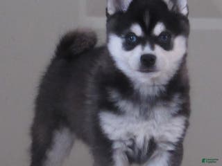 Alaskan Klee Kai dogs YoYo - Ad 7