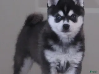 Alaskan Klee Kai dogs YoYo - Ad 14