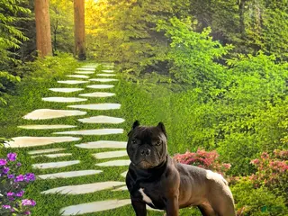 American Bully dogs American Bully 1 - Ad 2