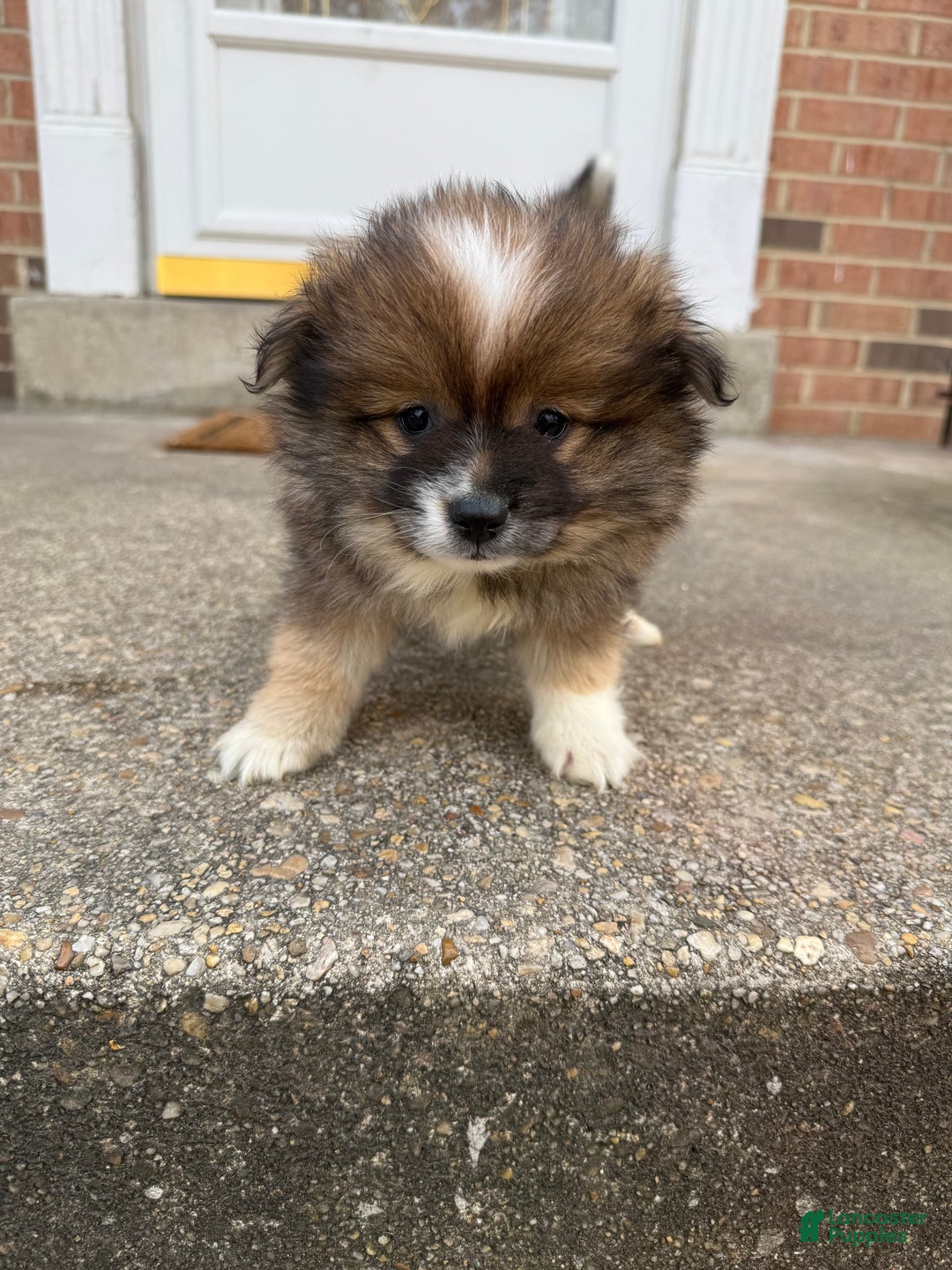 Pomeranian dogs for sale: Pomeranian Puppy 1 - Ad 4