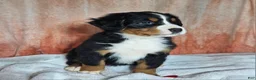 Bernese Mountain Dog dogs for sale: Dakota  - Ad 3