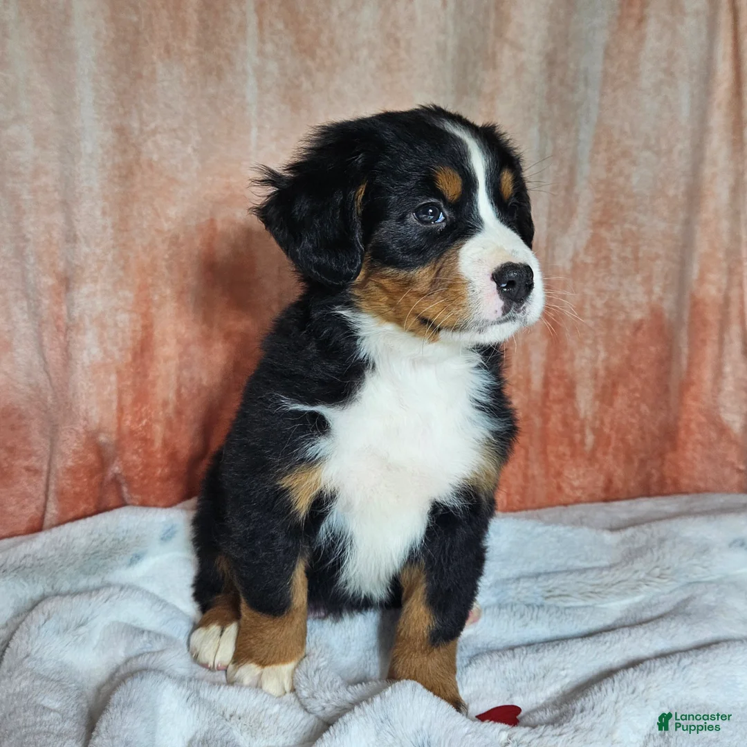 Bernese Mountain Dog dogs for sale: Dakota  - Ad 3
