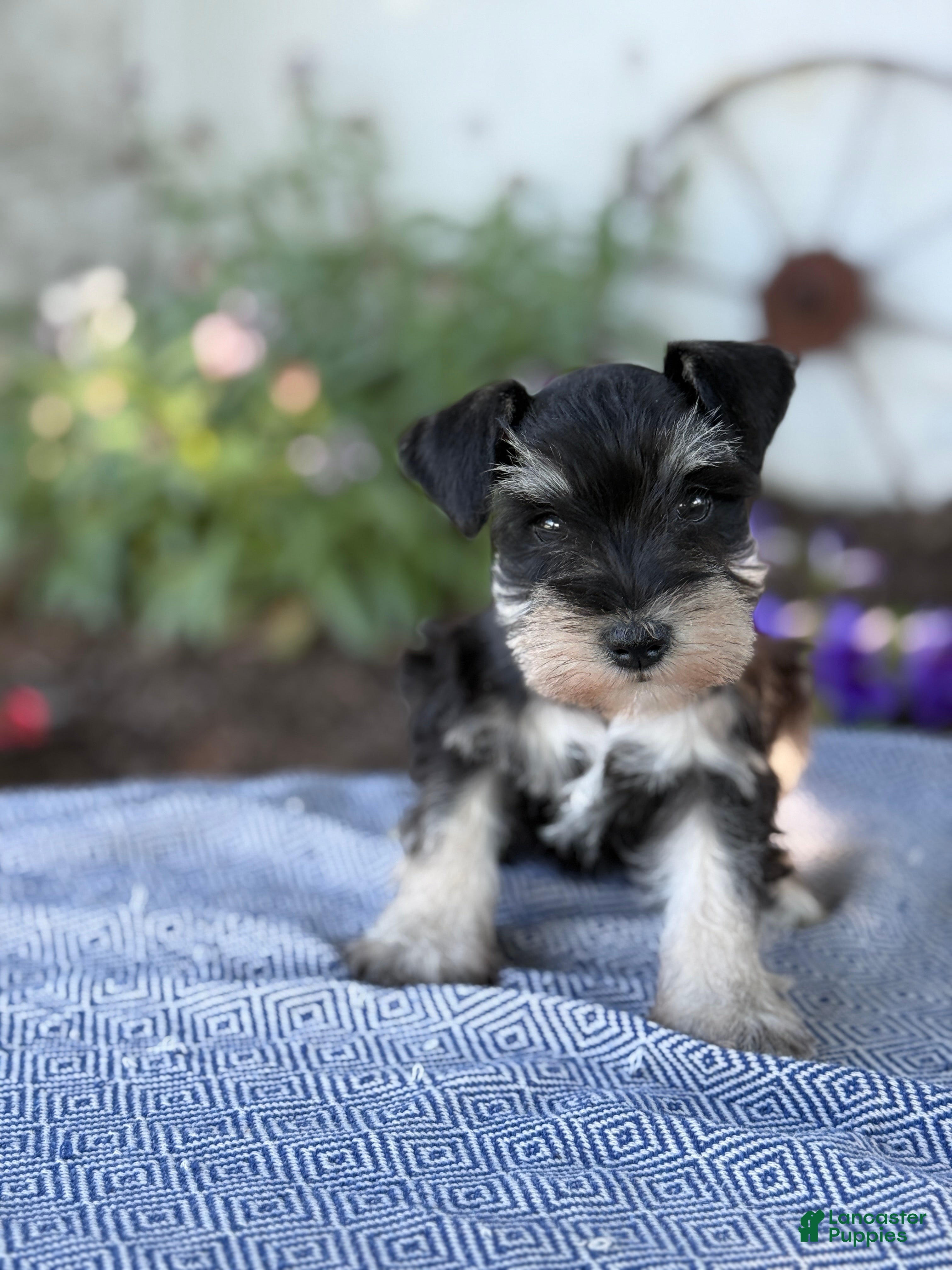 Miniature Schnauzer dogs Tereesa - Ad 1
