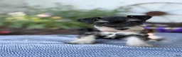 Miniature Schnauzer dogs for sale: Tereesa - Ad 1