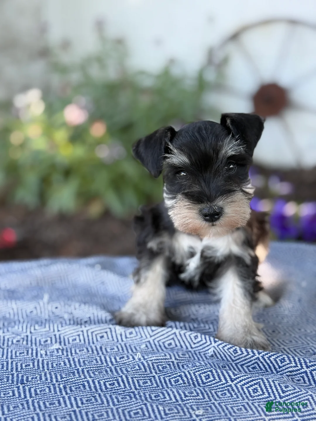 Miniature Schnauzer dogs for sale: Tereesa - Ad 1