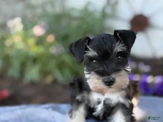 Miniature Schnauzer dogs for sale: Tereesa - Ad 4