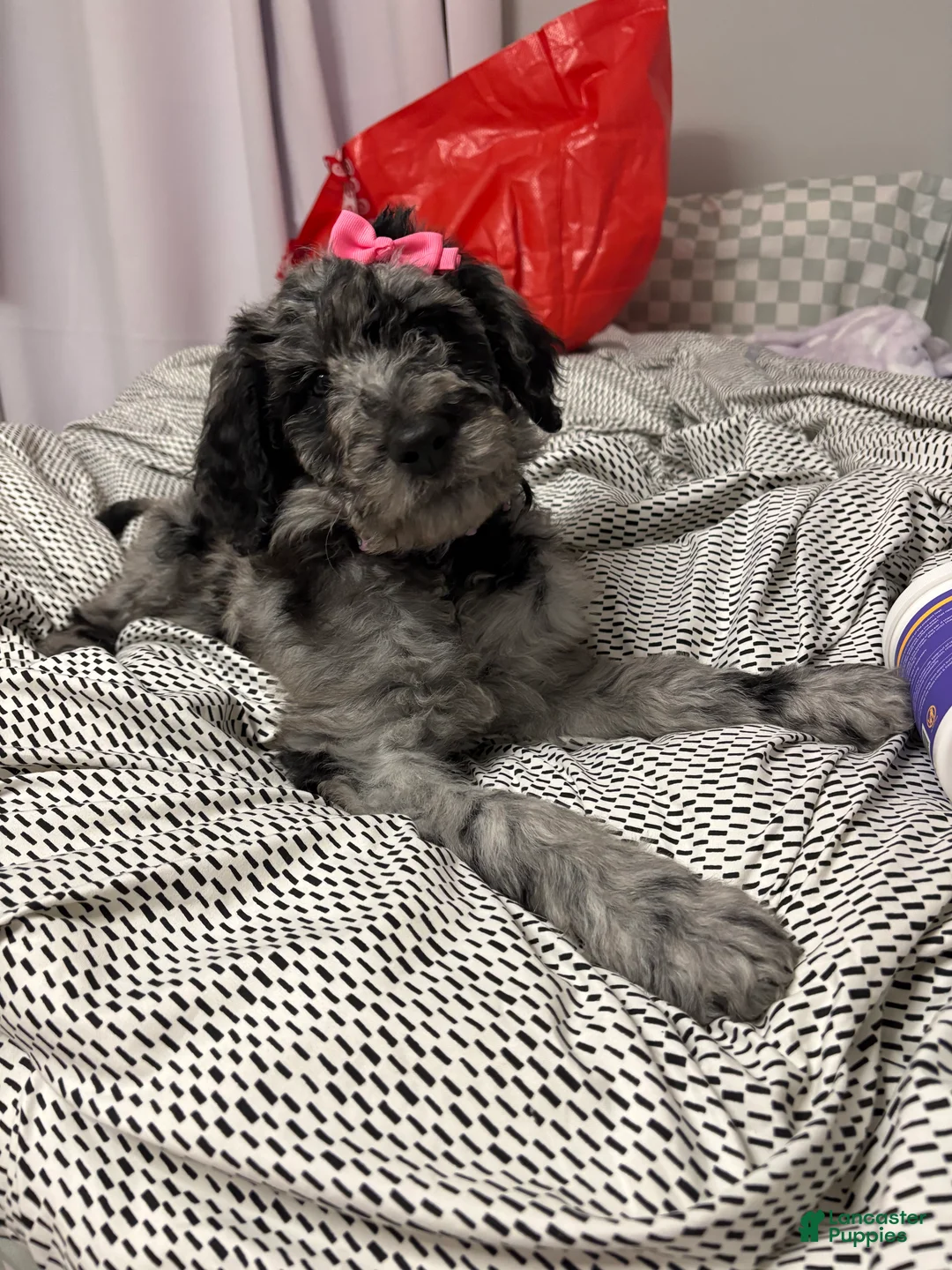 Goldendoodle dogs for sale: Goldendoodle Puppy 1 - Ad 2