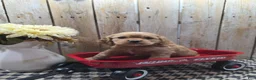 Cocker Spaniel dogs for sale: Scarlett - Ad 3
