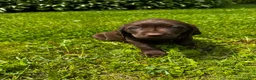 Labrador Retriever dogs for sale: Pascal - Ad 1