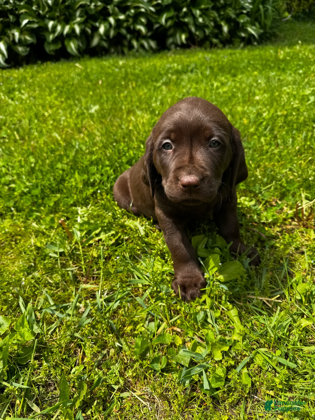 Labrador Retriever dogs for sale: Pascal - Ad 1