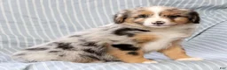 Australian Shepherd dogs for sale: Sophie - Ad 8
