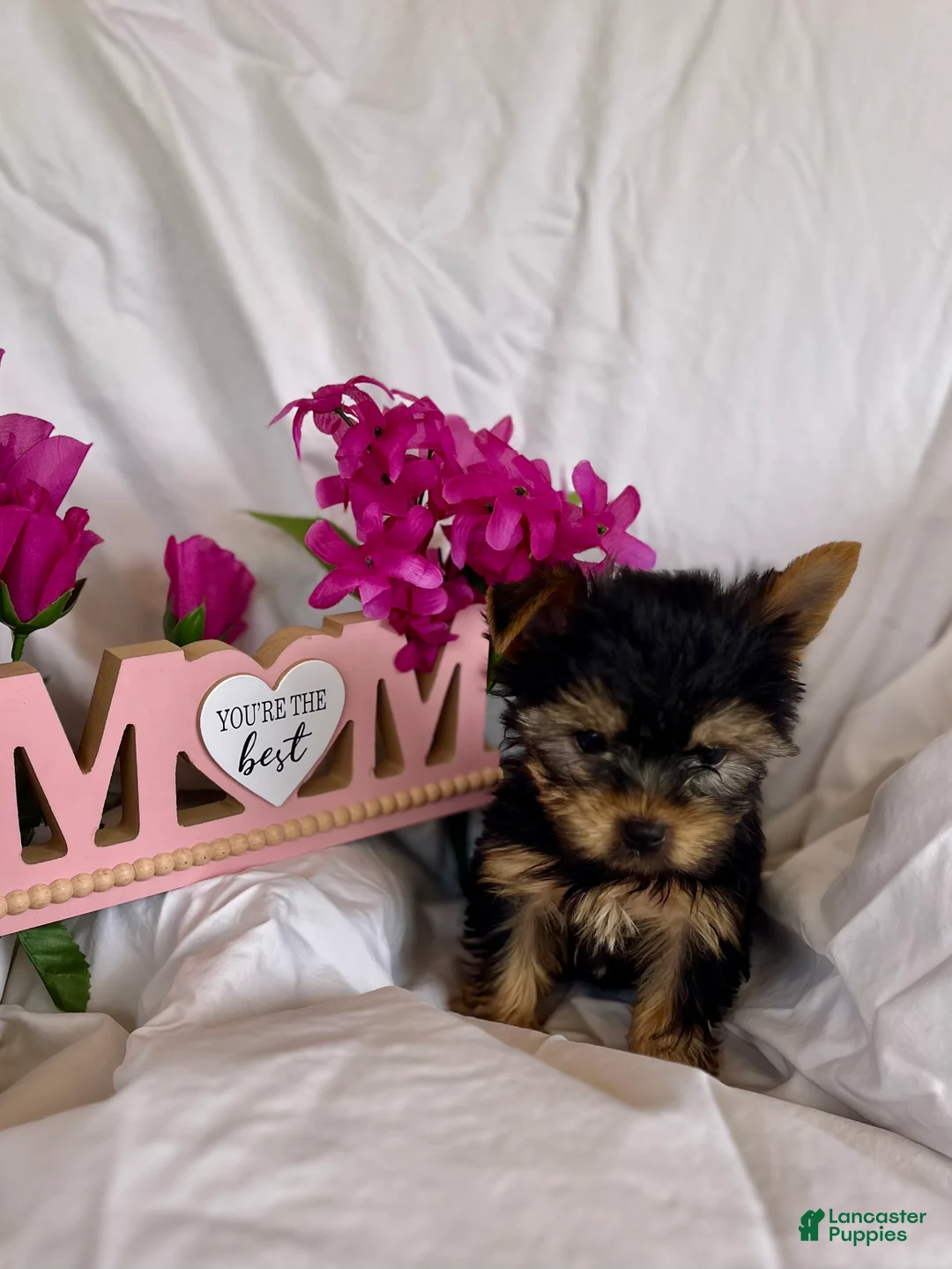 Yorkshire Terrier dogs for sale: Yorkshire Terrier Puppy 1 - Ad 5