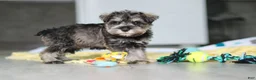 Miniature Schnauzer dogs for sale: Clementine - Ad 1