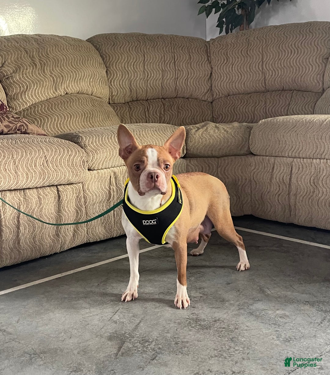 Boston Terrier dogs for sale: Olen - Ad 5