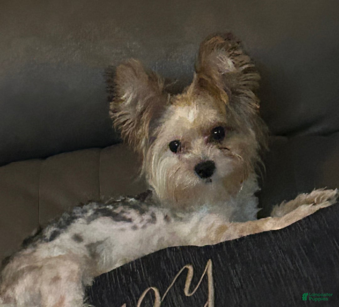 Yorkshire Terrier dogs for sale: Kyro - Ad 8