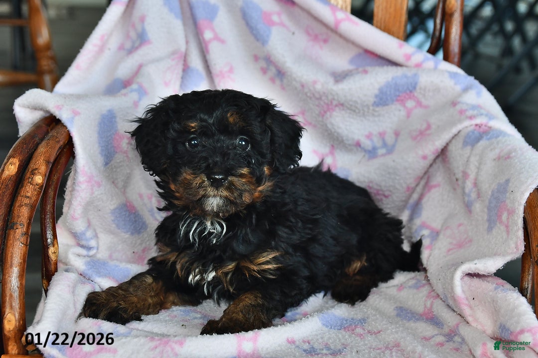 Miniature Poodle dogs for sale: Otis - Ad 2