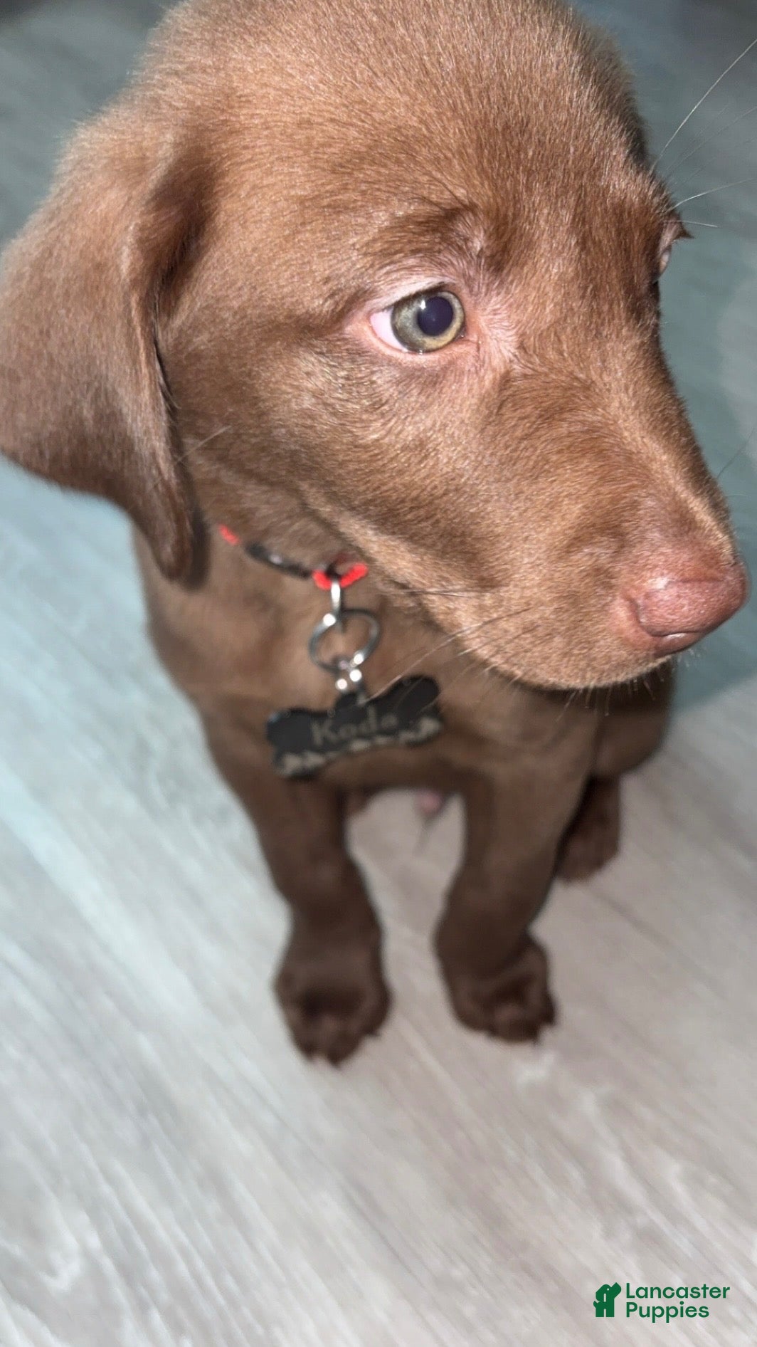 Labrador Retriever dogs Koda 🐶 - Ad 2
