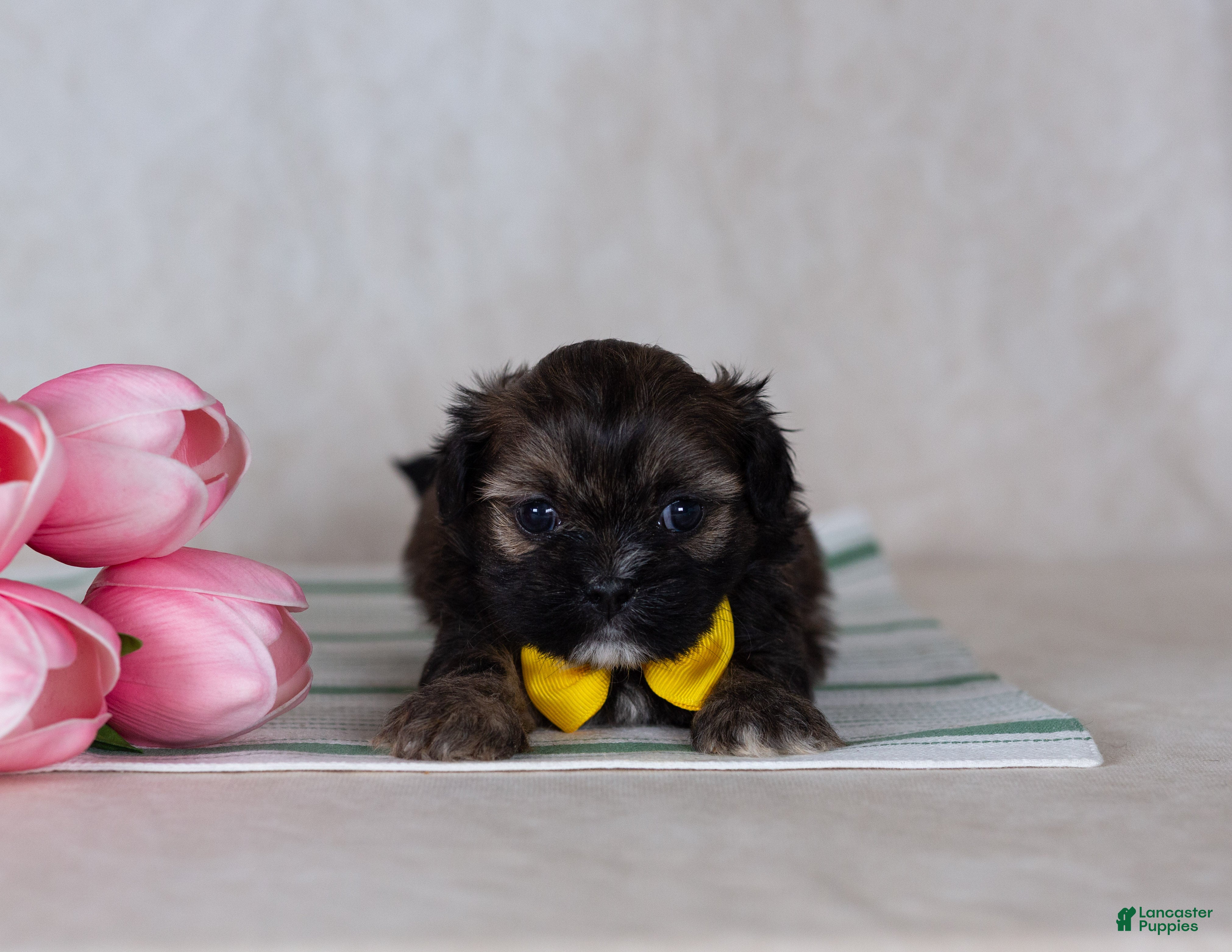 Teddy Bear dogs Diego - Ad 2